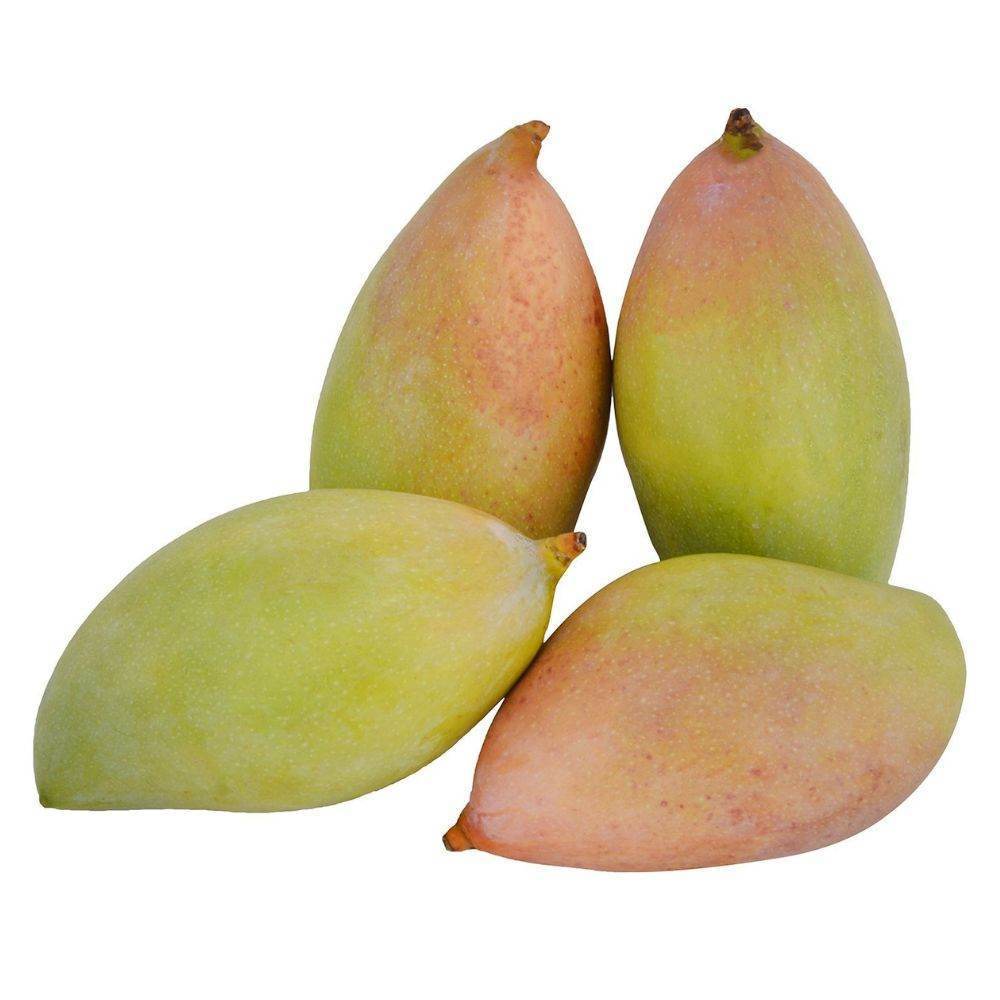 Organic Mango Totapuri Raw Organic Mango totapuri