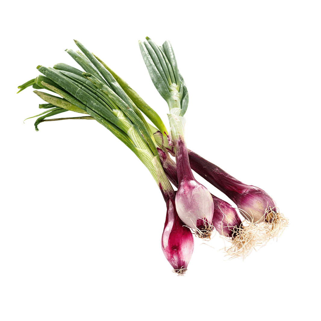 Organic Spring Onion Organic Spring Onion Organic Mandya