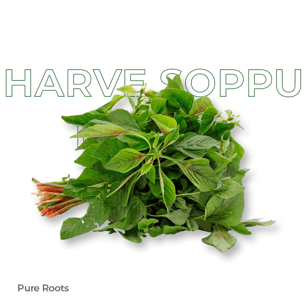 Organic Harve Soppu Leaves Organic Harve Soppu Leaves Organic Mandya