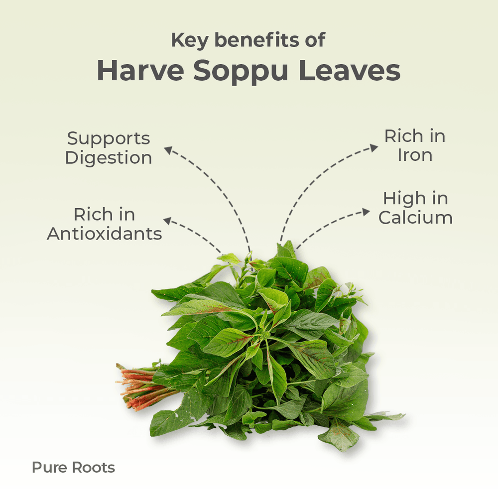 Organic Harve Soppu Leaves Organic Harve Soppu Leaves Organic Mandya