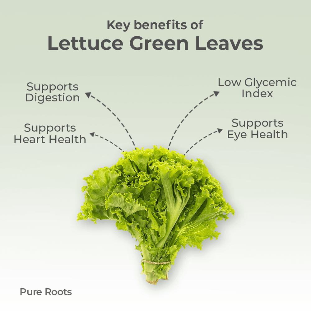 Organic Lettuce Green Leaves Organic Lettuce Green Leaves Organic Mandya
