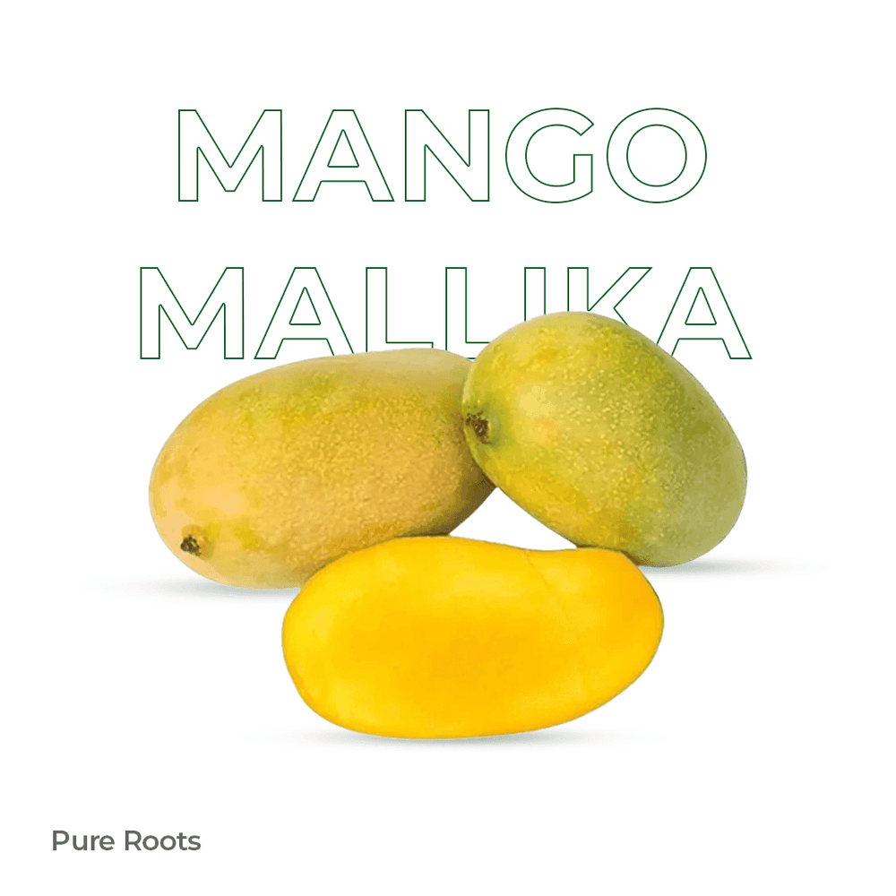 Organic Mango Mallika Raw (Semi-ripe & mildly sweet) Organic Mango Mallika Raw (Semi-ripe & mildly sweet) Organic Mandya