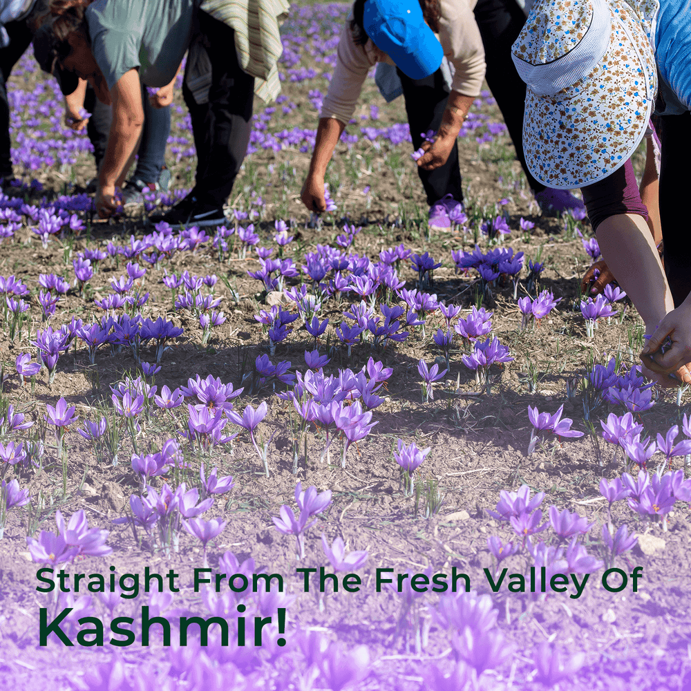 Organic Kashmiri Saffron Kashmiri saffron source