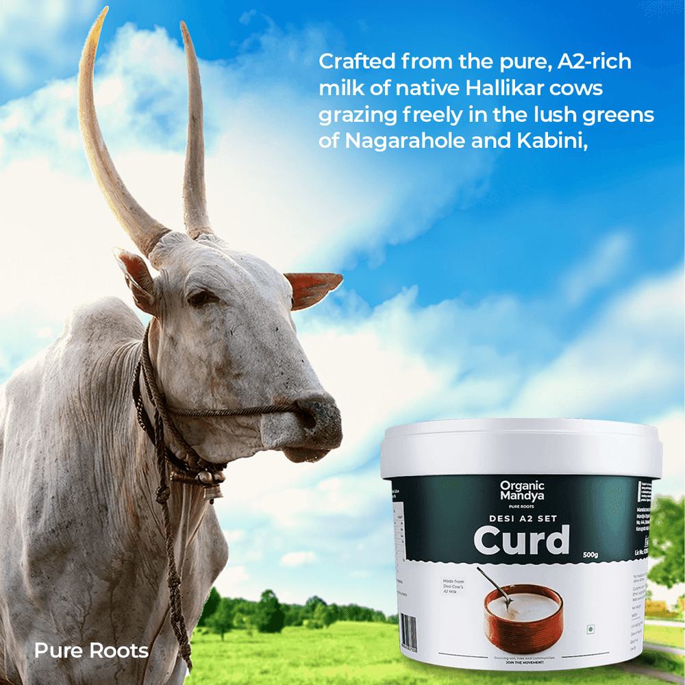 A2 Desi Set Curd A2 Desi Set Curd Organicmandya