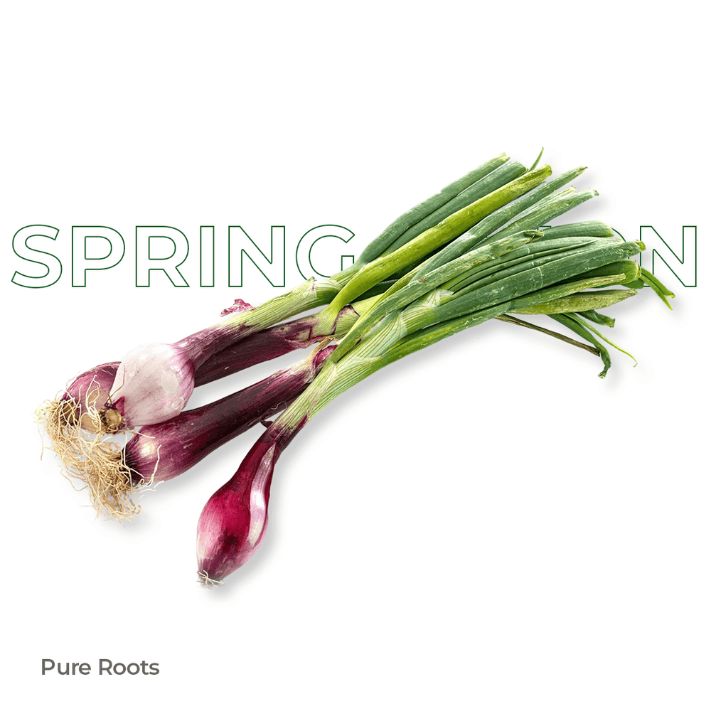 Organic Spring Onion Organic Spring Onion Organic Mandya