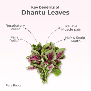 Organic Dhantu Leaves Organic Mandya