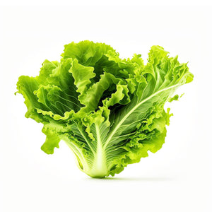 Organic Lettuce green leaves