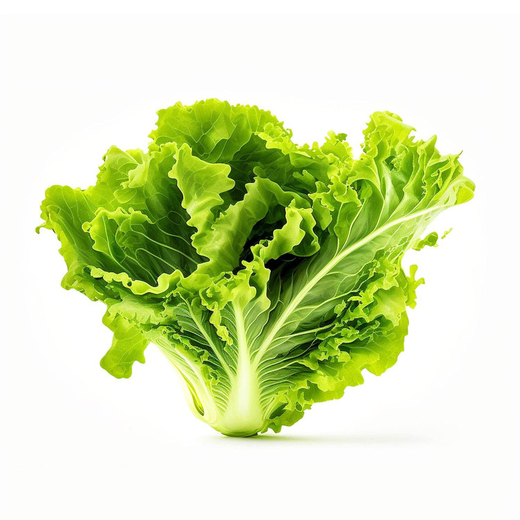 Organic Lettuce green leaves