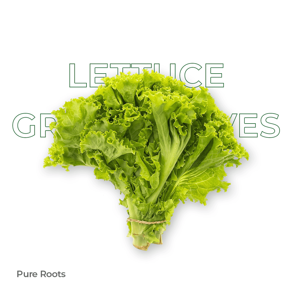 Organic Lettuce Green Leaves Organic Mandya