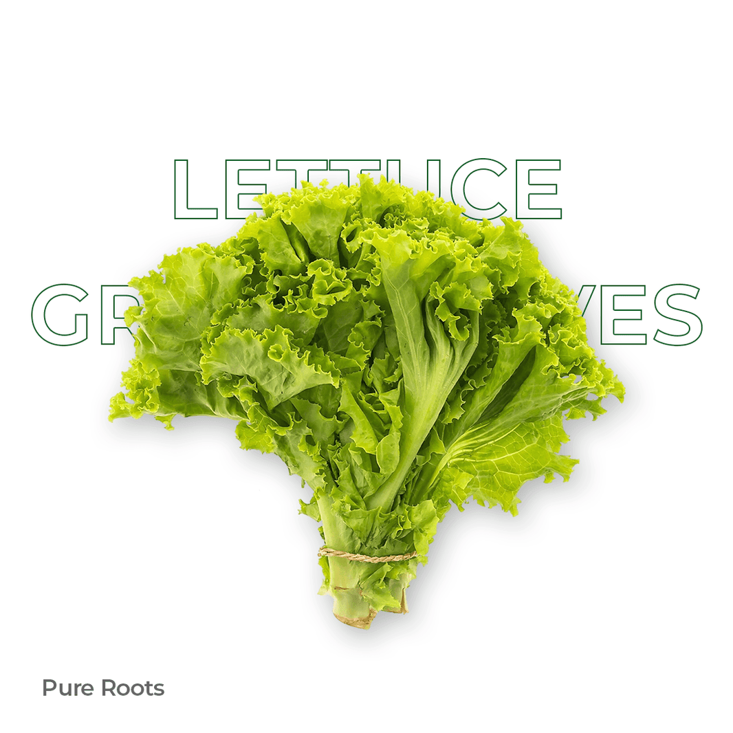 Organic Lettuce Green Leaves Organic Mandya