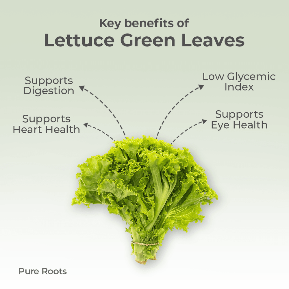 Organic Lettuce Green Leaves Organic Mandya