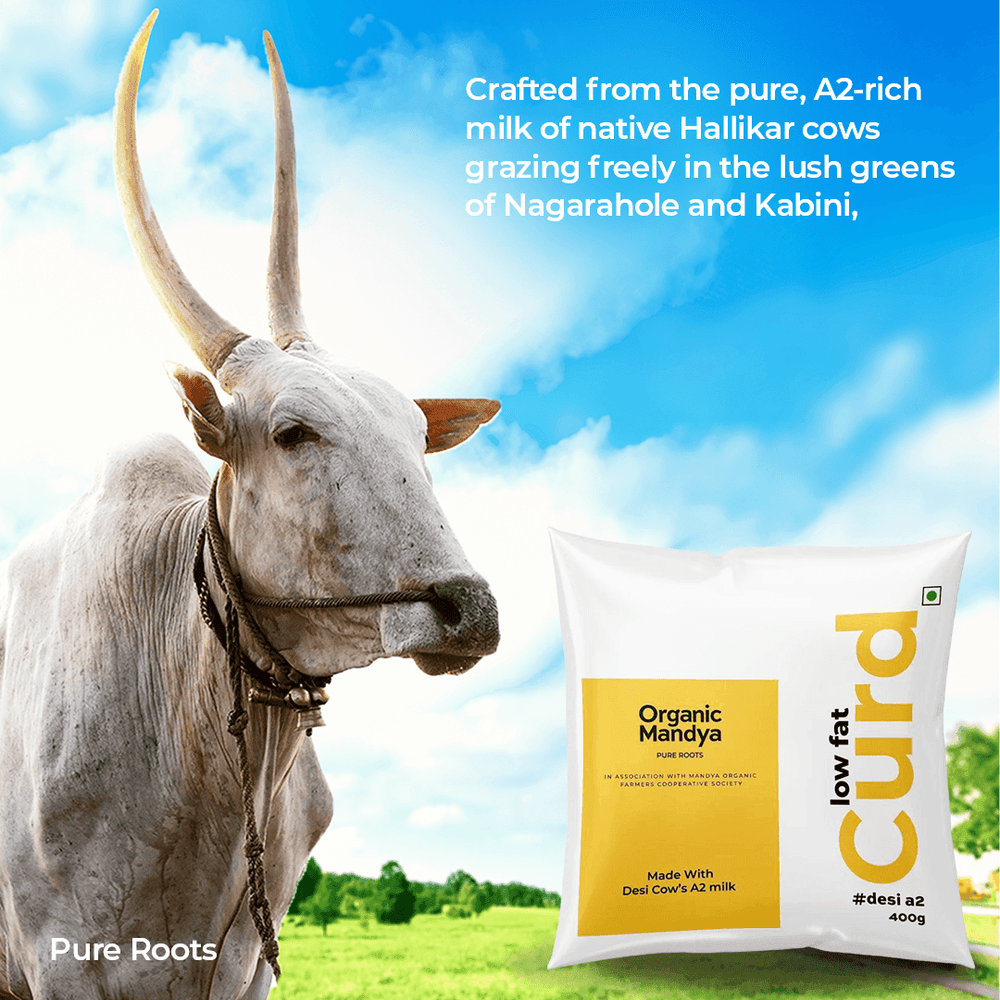 A2 Low Fat Curd Organic Mandya