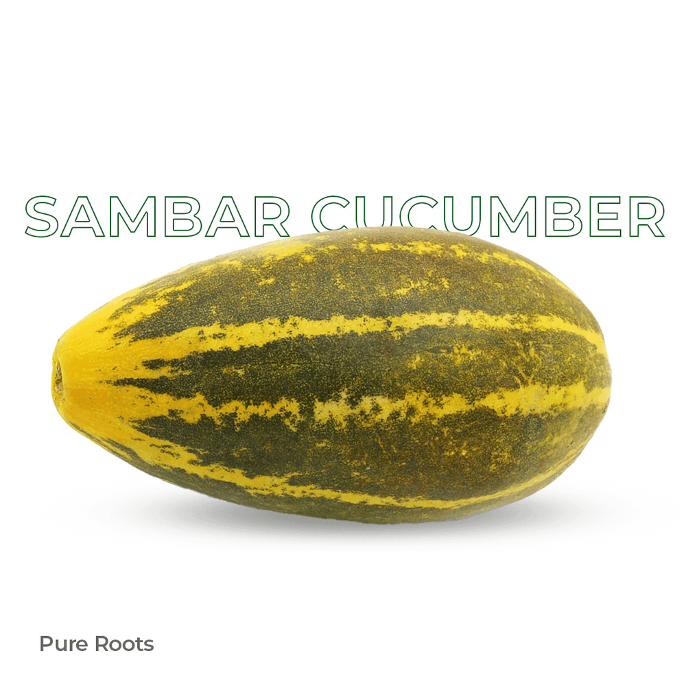 Organic Sambar Cucumber Organic Mandya
