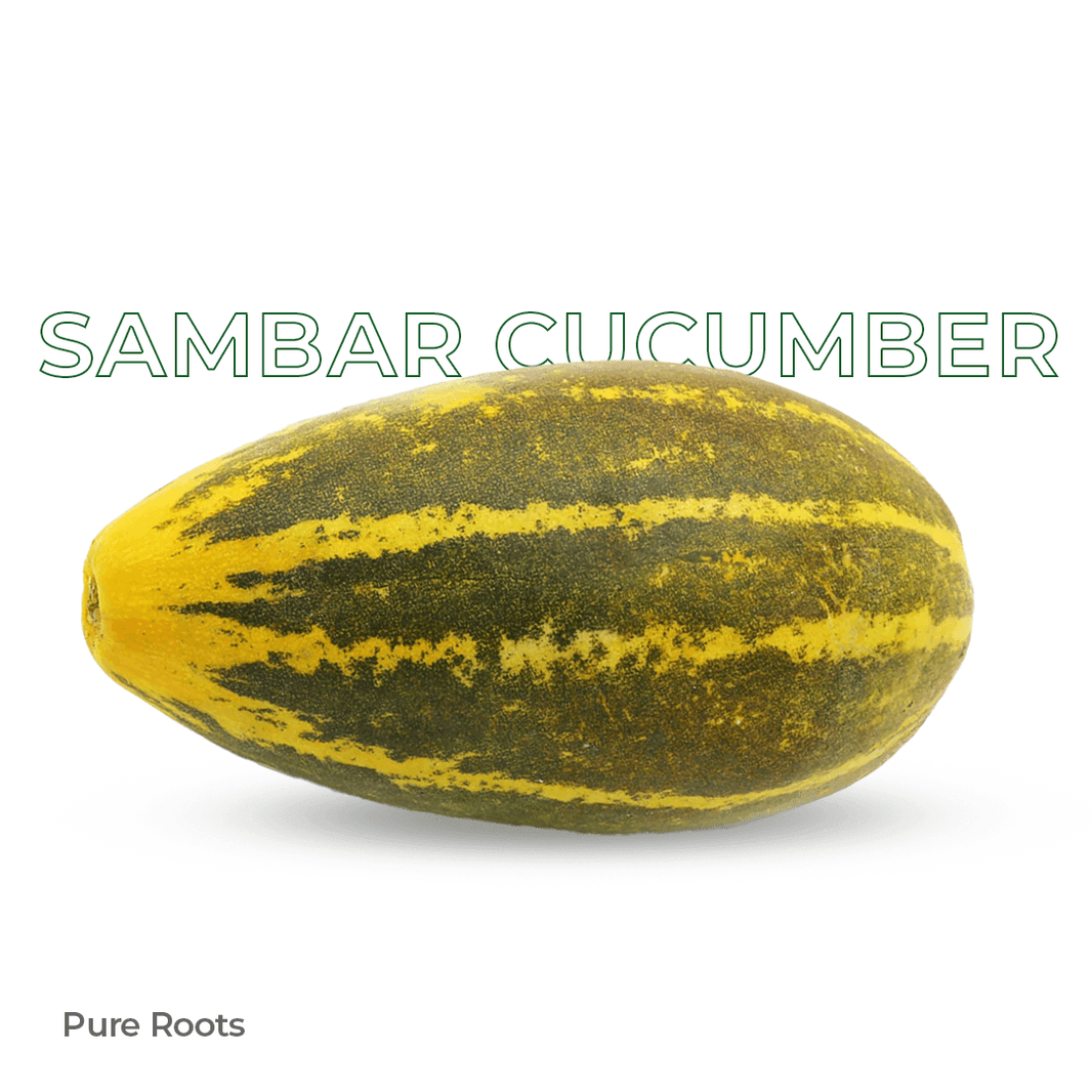 Organic Sambar Cucumber Organic Mandya
