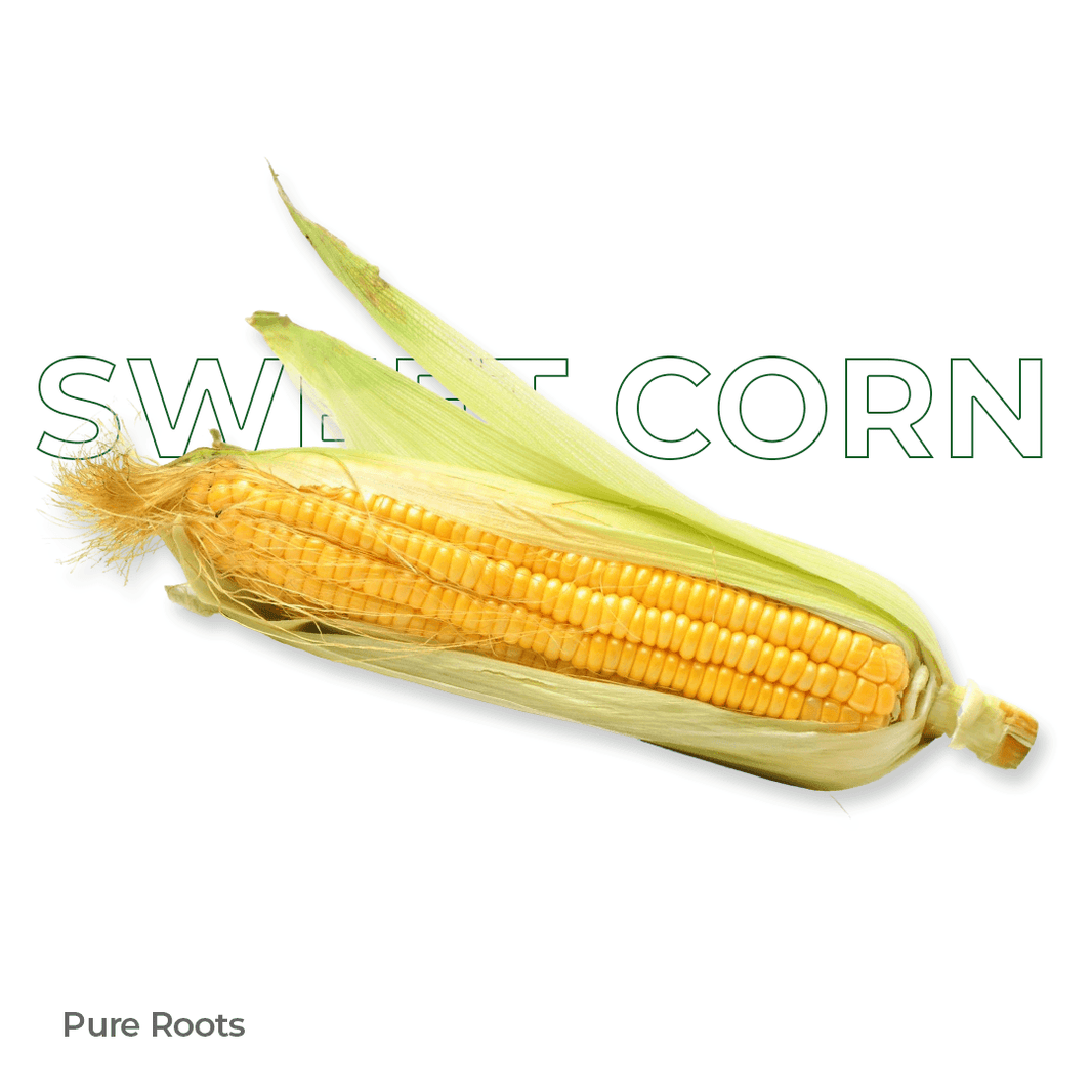 Organic Sweet Corn Organic Mandya