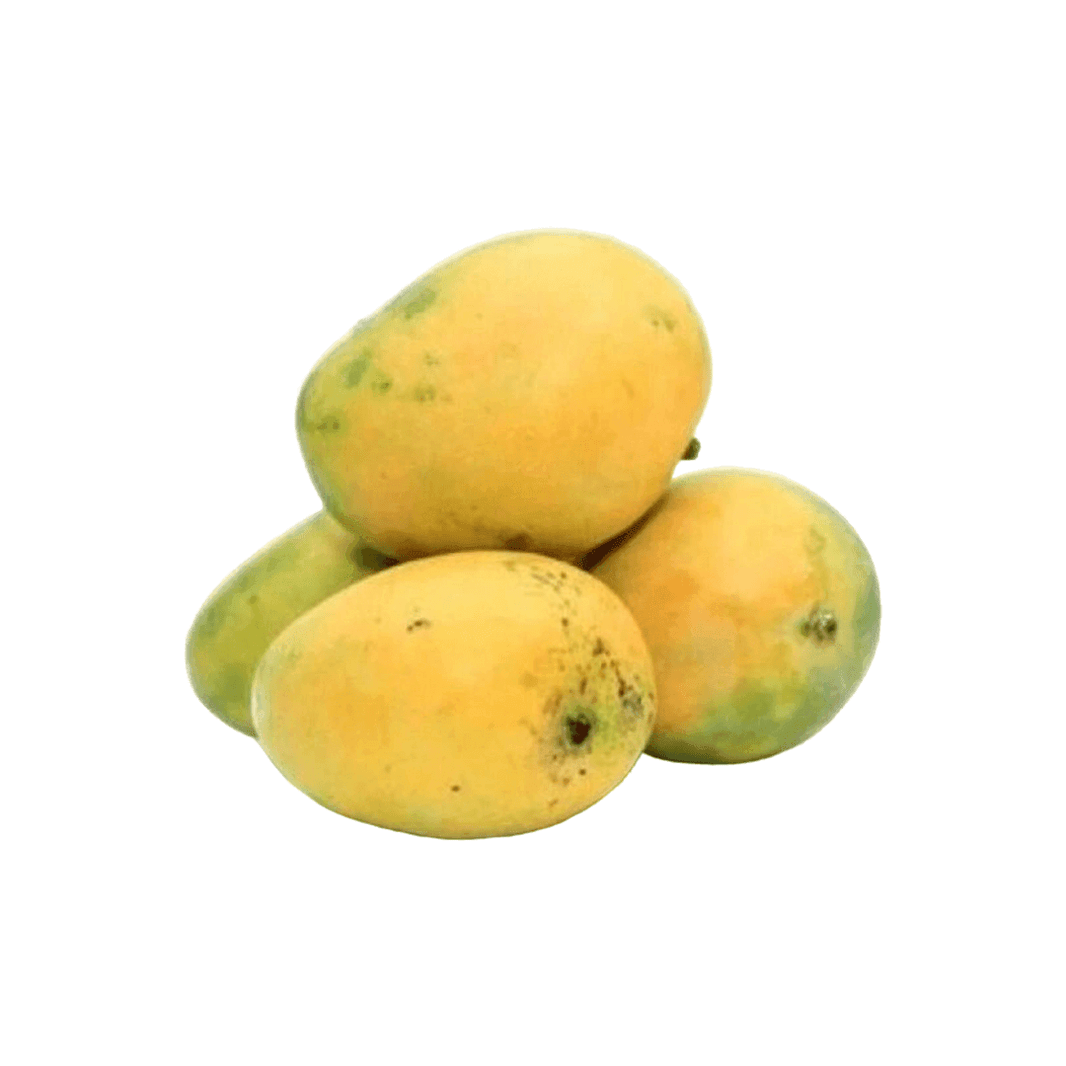 Organic Mango Banganpalli Raw (Semi-ripe & mildly sweet)